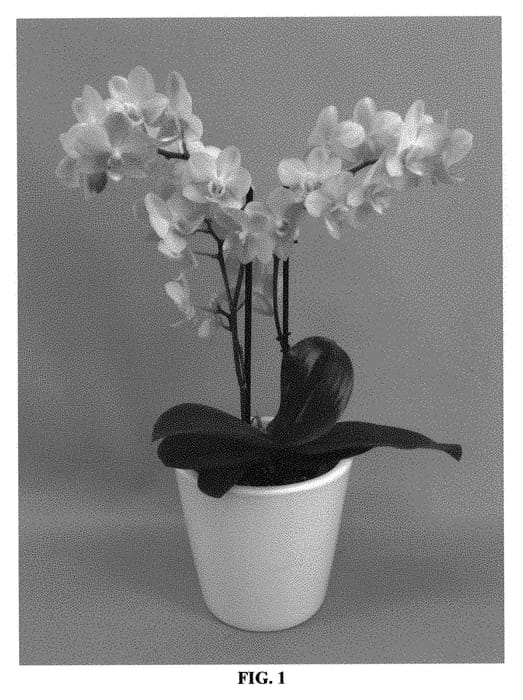 Figure 1 of US plant patent PP31051, the photograph of PHALGALYI printed in the patent.