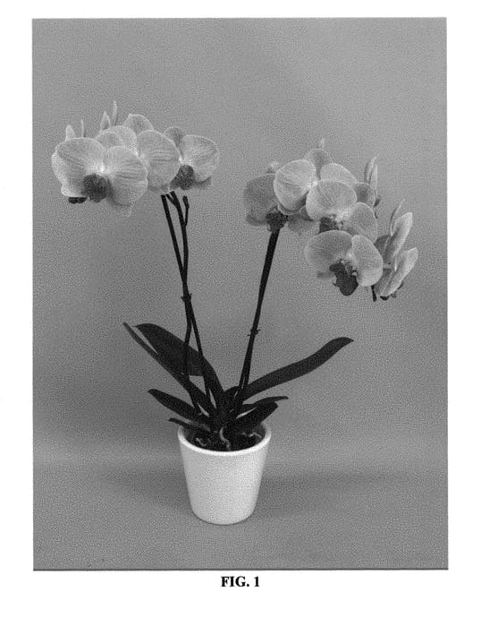 Figure 1 of US plant patent PP31052, the photograph of PHALVAPYH printed in the patent.