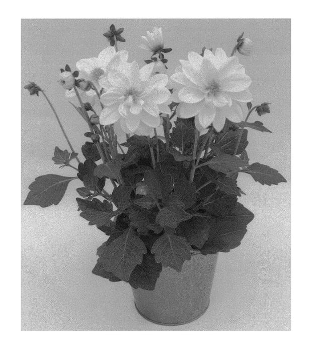 Figure 1 of US plant patent PP31053, the photograph of KLEDH17008 printed in the patent.