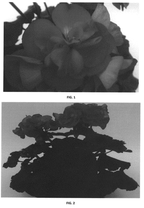 Figure 1 of US plant patent PP31054, the photograph of PEQZ0045 printed in the patent.