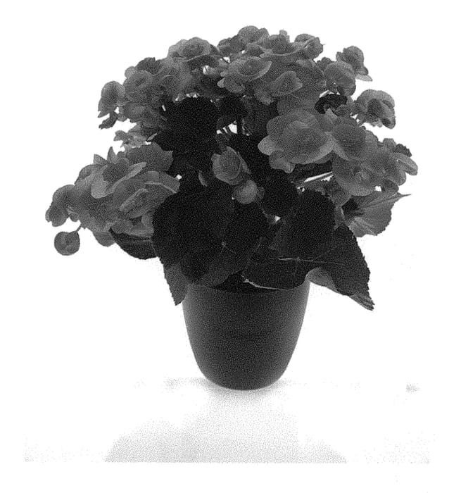 Figure 1 of US plant patent PP31056, the photograph of KRILOGO01 printed in the patent.
