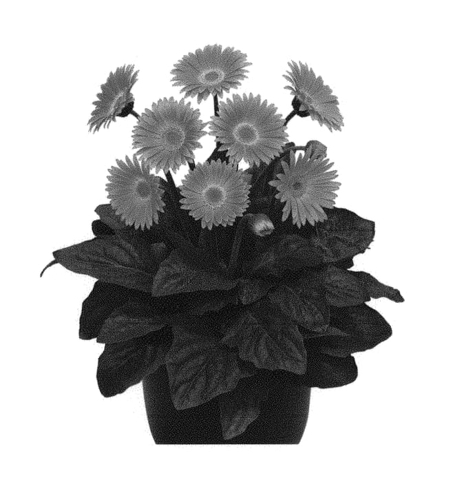 Figure 1 of US plant patent PP31057, the photograph of Garsweetcaro printed in the patent.