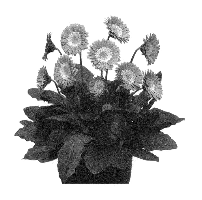 Figure 1 of US plant patent PP31058, the photograph of Garsweetmemo printed in the patent.