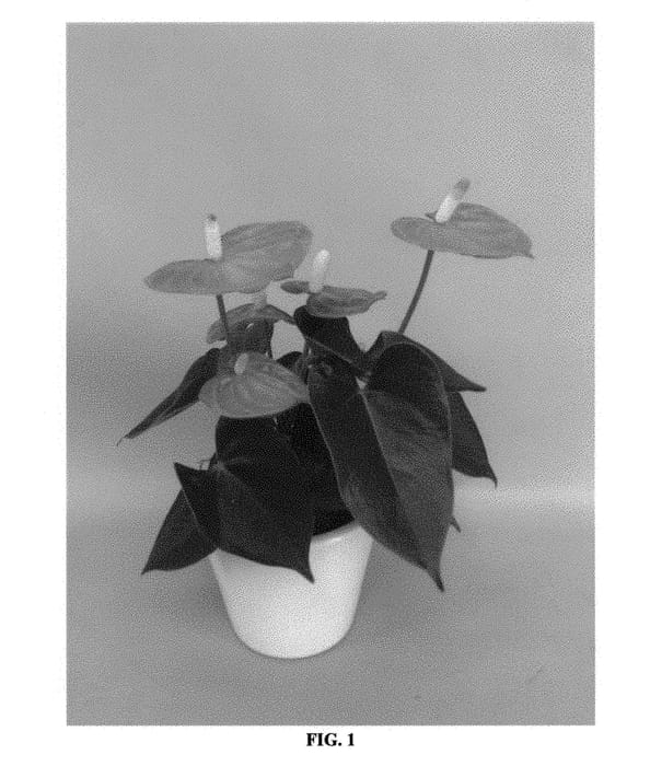 Figure 1 of US plant patent PP31059, the photograph of ANTHFUWIO printed in the patent.
