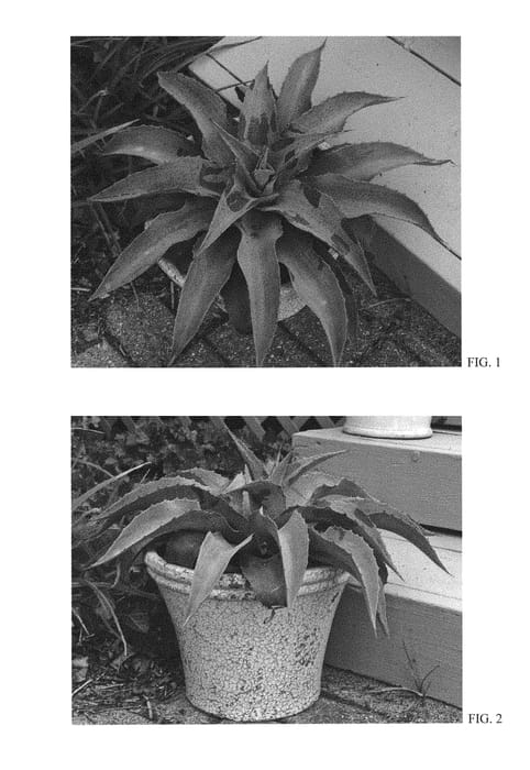 Figure 1 of US plant patent PP31060, the photograph of Whale Tale printed in the patent.