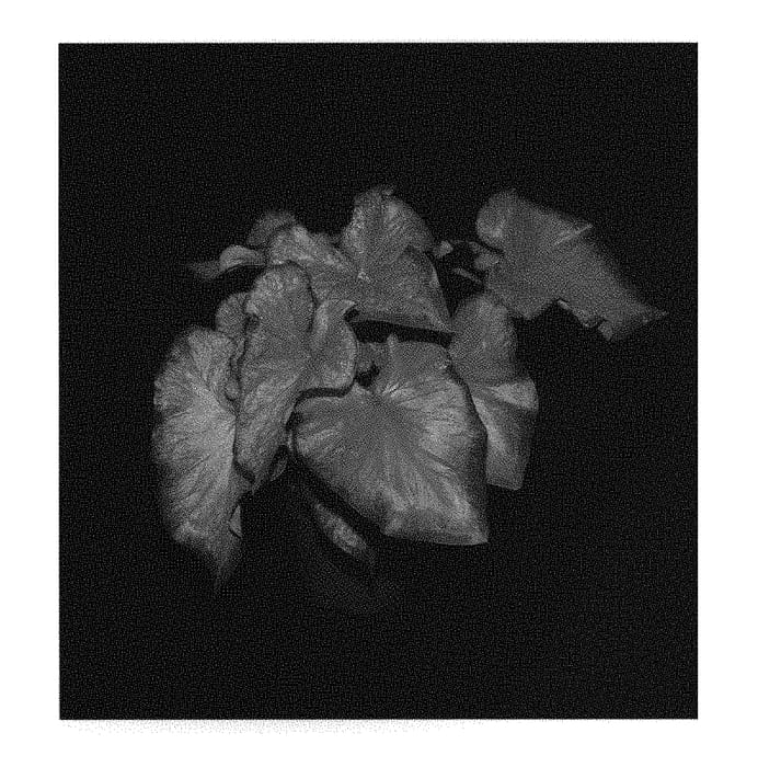 Figure 1 of US plant patent PP31061, the photograph of Tickle Me Pink printed in the patent.