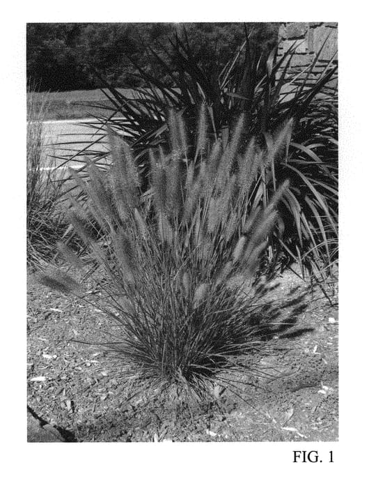 Figure 1 of US plant patent PP31062, the photograph of Tift PA17 printed in the patent.