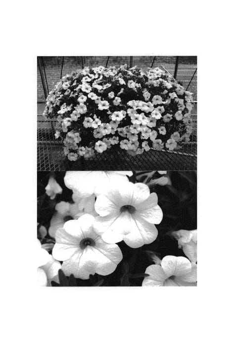 Figure 1 of US plant patent PP31063, the photograph of Suncal 1544 printed in the patent.