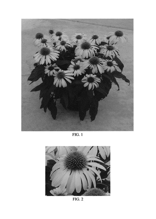 Figure 1 of US plant patent PP31064, the photograph of Balevoelf printed in the patent.