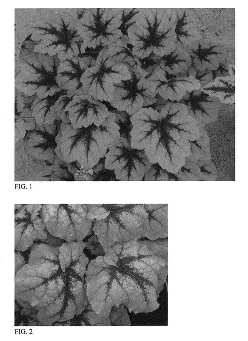 Figure 1 of US plant patent PP31065, the photograph of Catching Fire printed in the patent.