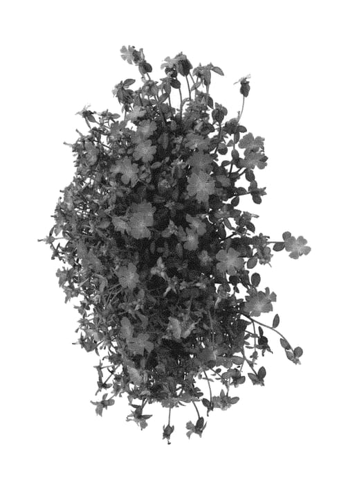 Figure 1 of US plant patent PP31066, the photograph of Doporcuprasp printed in the patent.