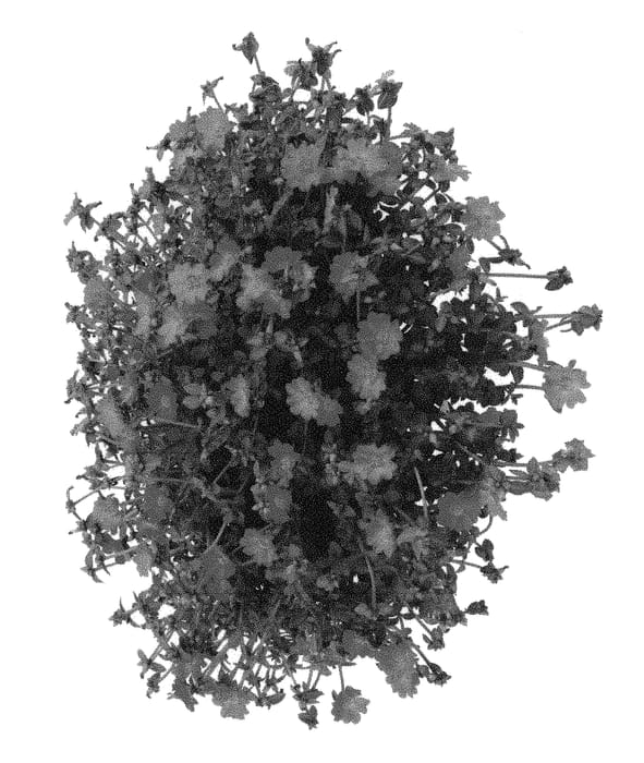 Figure 1 of US plant patent PP31067, the photograph of Doporcuplav printed in the patent.