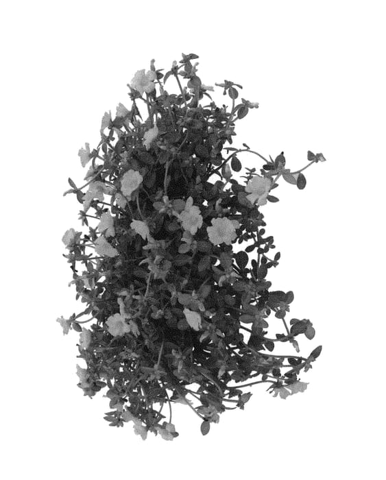 Figure 1 of US plant patent PP31068, the photograph of Doporcuplem printed in the patent.
