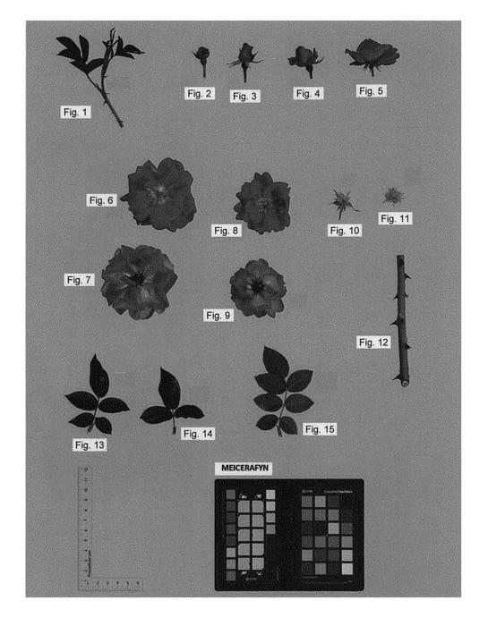 Figure 1 of US plant patent PP31069, the photograph of MEICERAFYN printed in the patent.