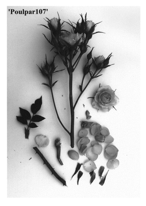 Figure 1 of US plant patent PP31070, the photograph of Poulpar107 printed in the patent.