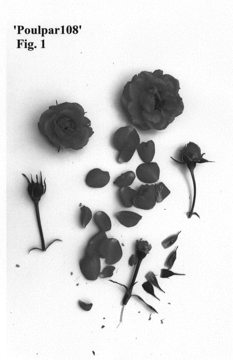 Figure 1 of US plant patent PP31071, the photograph of Poulpar108 printed in the patent.