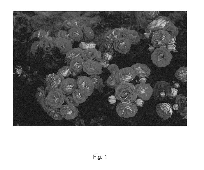 Figure 1 of US plant patent PP31072, the photograph of KORteidros printed in the patent.
