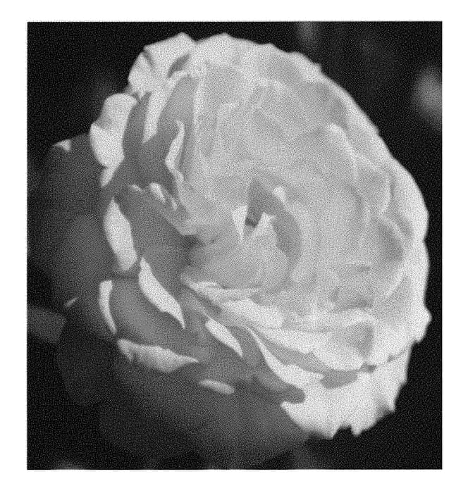 Figure 1 of US plant patent PP31073, the photograph of ALTmine printed in the patent.