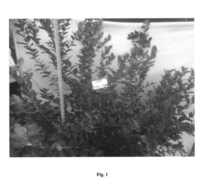 Figure 1 of US plant patent PP31074, the photograph of Ridley 0808 printed in the patent.