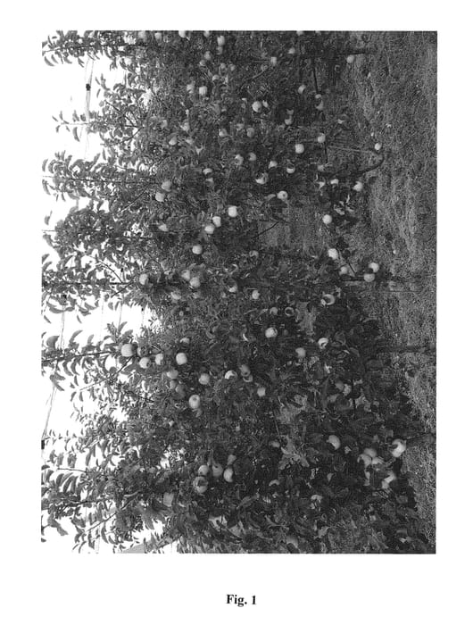 Figure 1 of US plant patent PP31075, the photograph of Bay 4210 printed in the patent.
