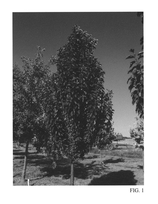 Figure 1 of US plant patent PP31076, the photograph of JFS KW214MX printed in the patent.