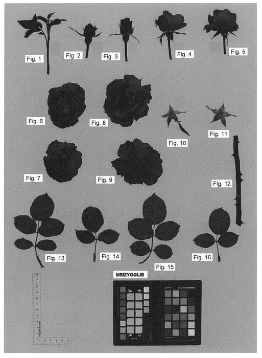 Figure 1 of US plant patent PP31077, the photograph of MEIZYGGLIE printed in the patent.