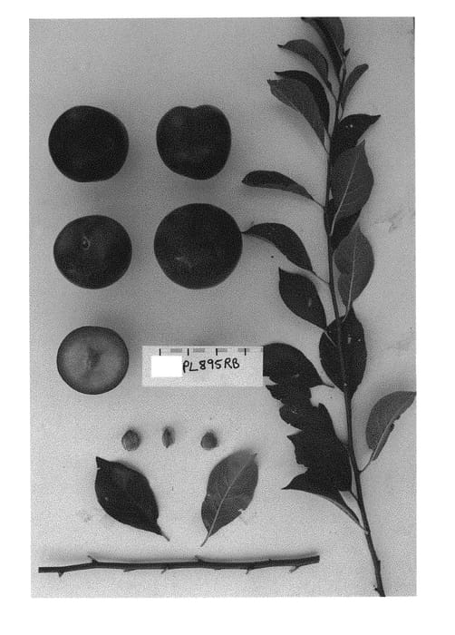 Figure 1 of US plant patent PP31078, the photograph of Suplumfiftysix printed in the patent.