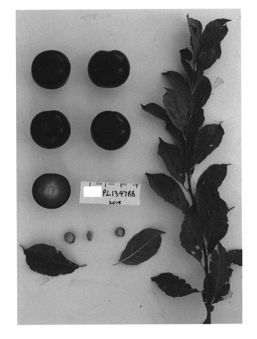 Figure 1 of US plant patent PP31079, the photograph of Suplumfiftyfive printed in the patent.