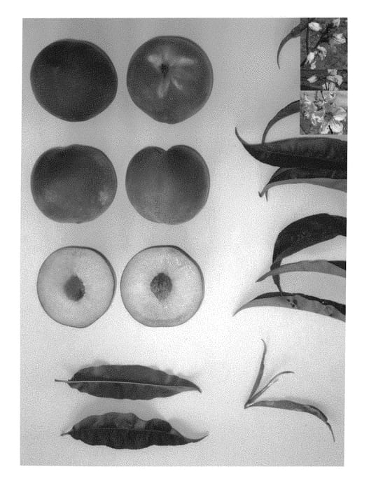 Figure 1 of US plant patent PP31080, the photograph of Pearl Princess II printed in the patent.