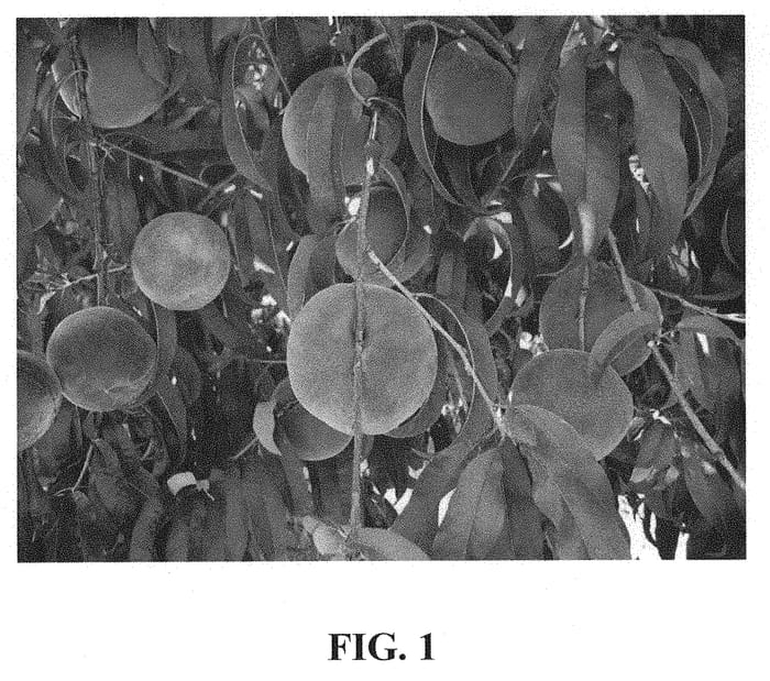 Figure 1 of US plant patent PP31081, the photograph of Rich Joy printed in the patent.