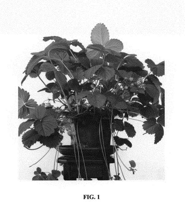 Figure 1 of US plant patent PP31082, the photograph of Blossomberry printed in the patent.