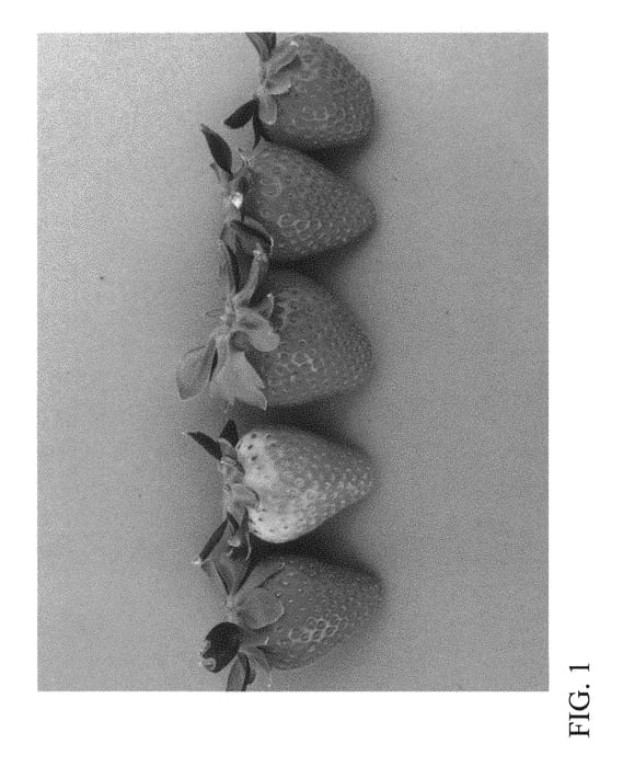 Figure 1 of US plant patent PP31083, the photograph of DrisStrawSixtyThree printed in the patent.