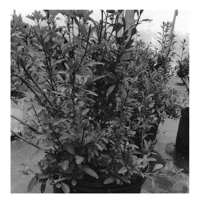 Figure 1 of US plant patent PP31084, the photograph of SMNLBBB printed in the patent.