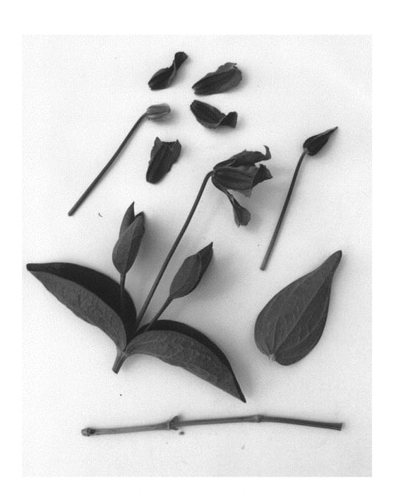 Figure 1 of US plant patent PP31085, the photograph of Evipo096 printed in the patent.