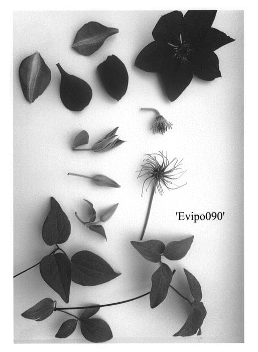 Figure 1 of US plant patent PP31086, the photograph of Evipo090 printed in the patent.