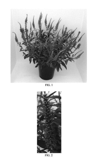 Figure 1 of US plant patent PP31087, the photograph of Balverevlu printed in the patent.