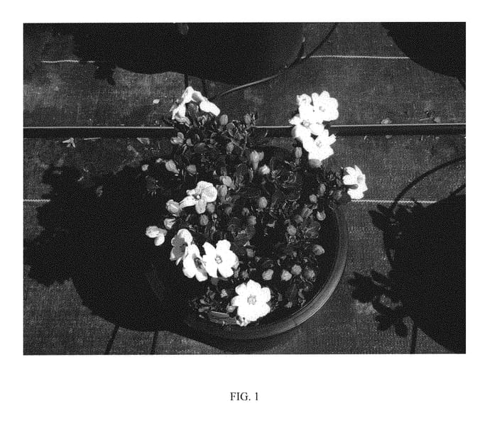 Figure 1 of US plant patent PP31088, the photograph of WAH-SG printed in the patent.