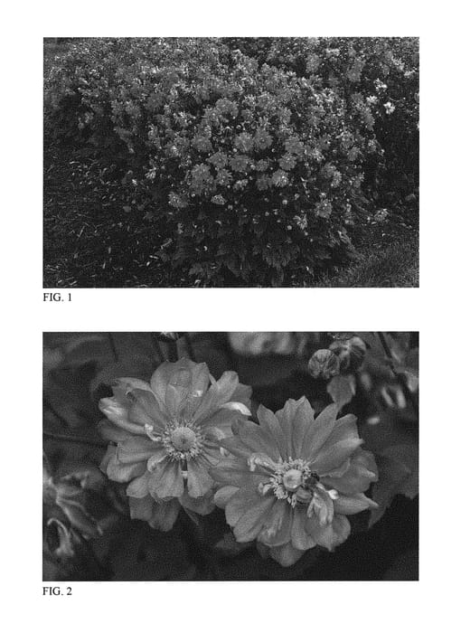 Figure 1 of US plant patent PP31089, the photograph of Sweetly printed in the patent.