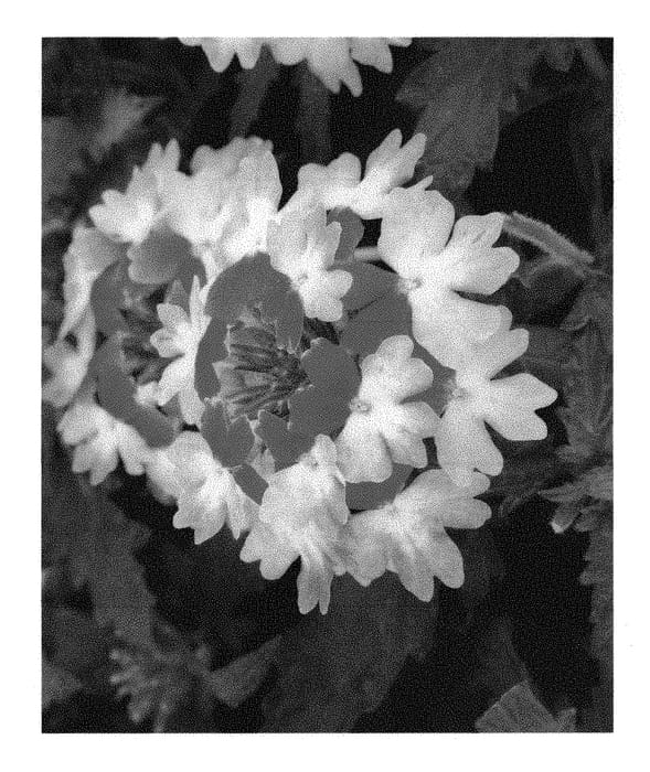 Figure 1 of US plant patent PP31090, the photograph of Dovewihop printed in the patent.