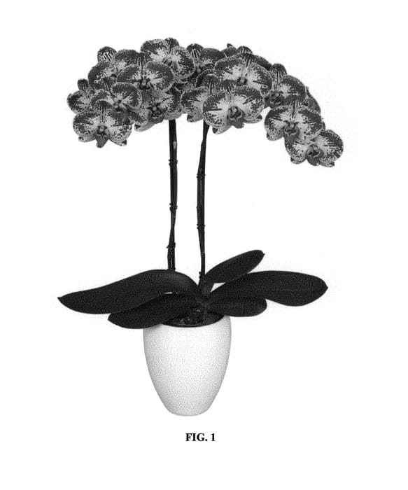 Figure 1 of US plant patent PP31091, the photograph of PHALGORFON printed in the patent.