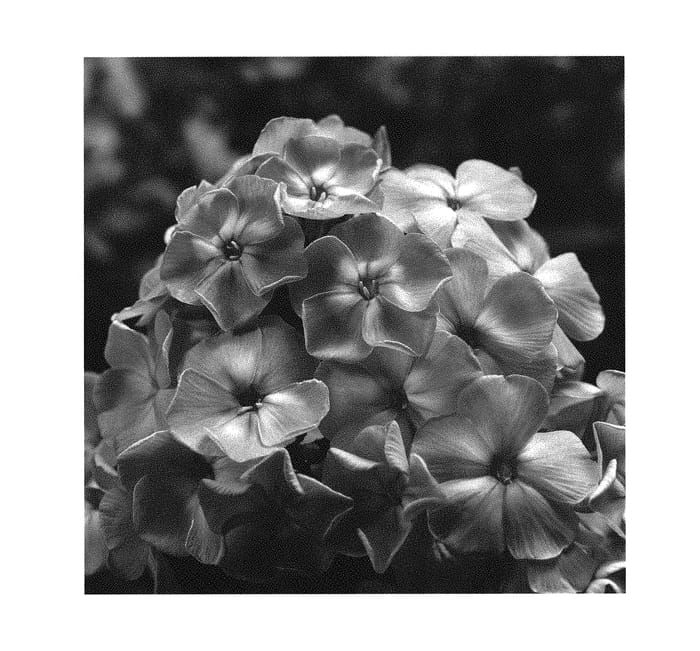Figure 1 of US plant patent PP31092, the photograph of PHMZ0002 printed in the patent.