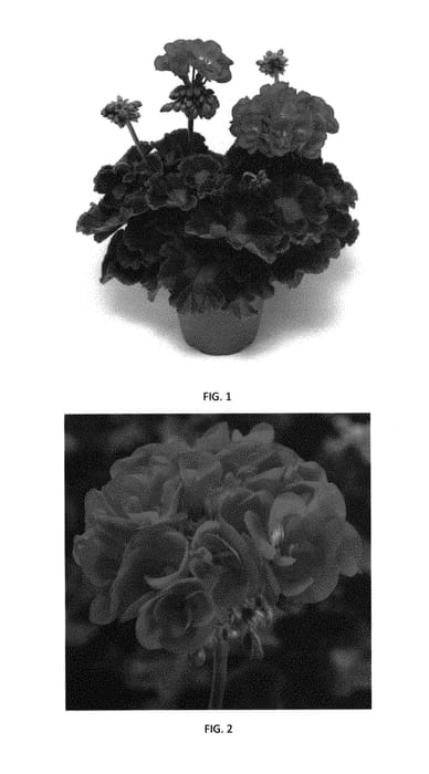 Figure 1 of US plant patent PP31093, the photograph of PEQZ0044 printed in the patent.