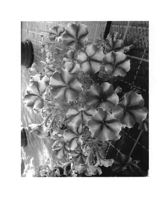 Figure 1 of US plant patent PP31094, the photograph of Wespecratito printed in the patent.