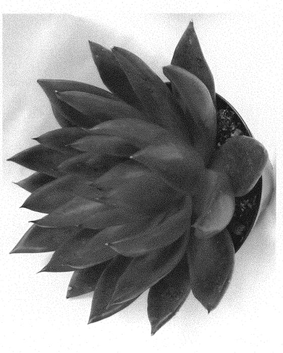 Figure 1 of US plant patent PP31095, the photograph of Love's Fire printed in the patent.