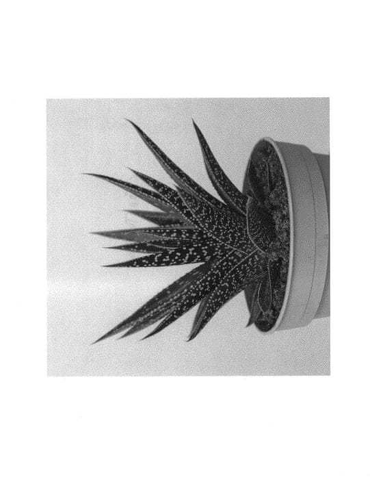 Figure 1 of US plant patent PP31096, the photograph of Kyaka printed in the patent.