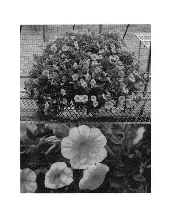 Figure 1 of US plant patent PP31098, the photograph of Suncal 1082 printed in the patent.