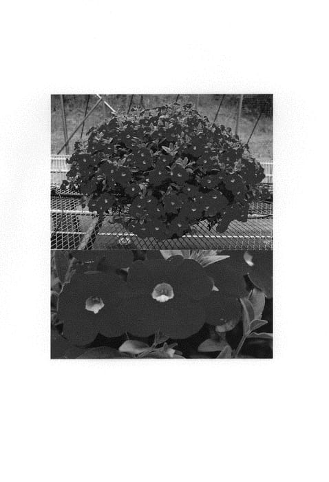 Figure 1 of US plant patent PP31099, the photograph of Suncal 5101 printed in the patent.