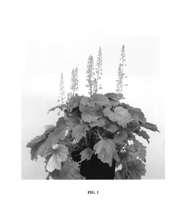Figure 1 of US plant patent PP31100, the photograph of High Hopes printed in the patent.