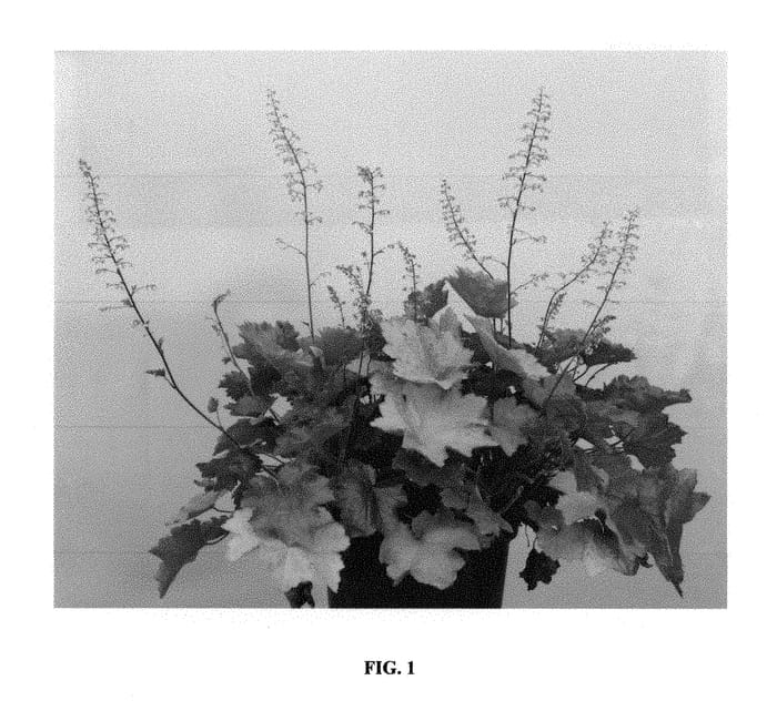 Figure 1 of US plant patent PP31101, the photograph of Maple Leaf printed in the patent.