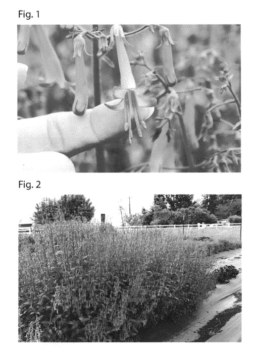 Figure 1 of US plant patent PP31102, the photograph of TNPHYCO printed in the patent.